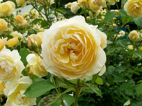 香りの庭の黄色いバラ