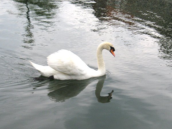 運河の白鳥