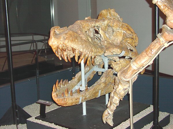 タルボサウルス頭部
