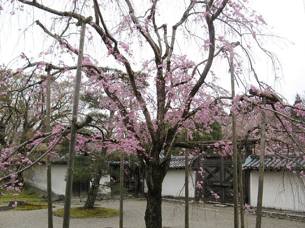 三宝院庭園のしだれ桜