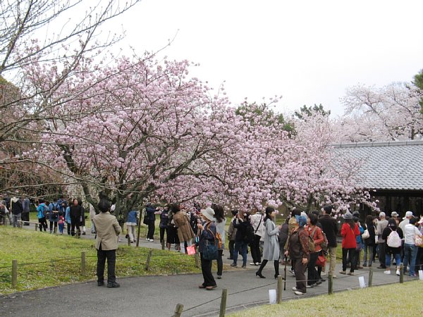 霊宝館の八重桜