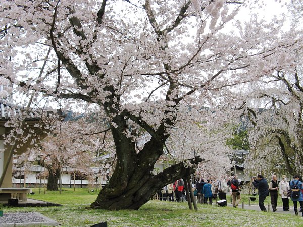 桜の大木