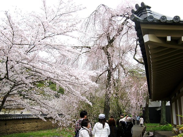 霊宝館北側の桜