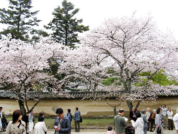 霊宝館前の桜