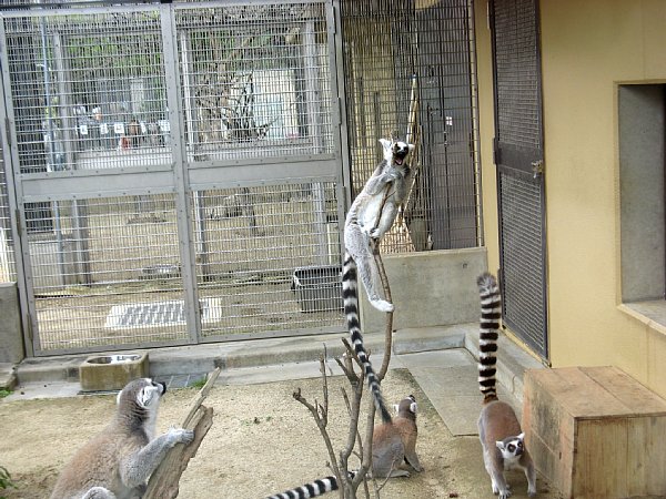 京都市動物園［ワオキツネザル］(2011年)