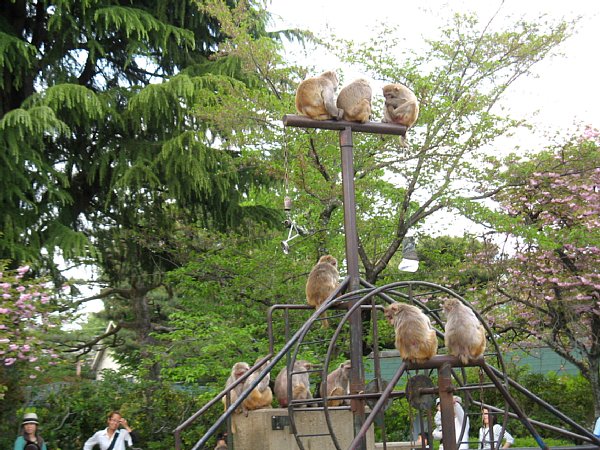 京都市動物園［アカゲザル］(2011年)