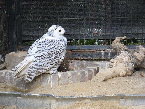 京都市動物園［シロフクロウ］(2011年)