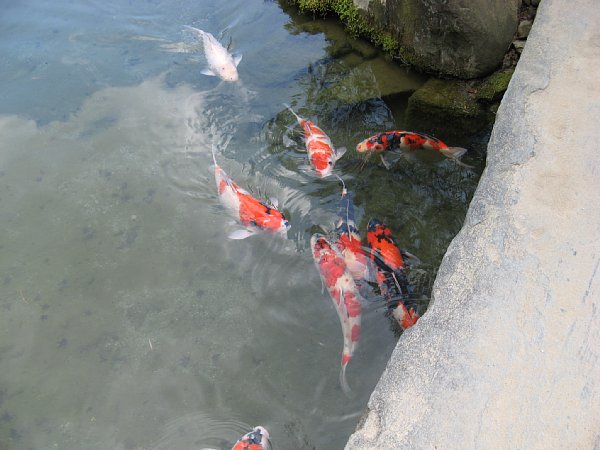 室町の庭　池の鯉
