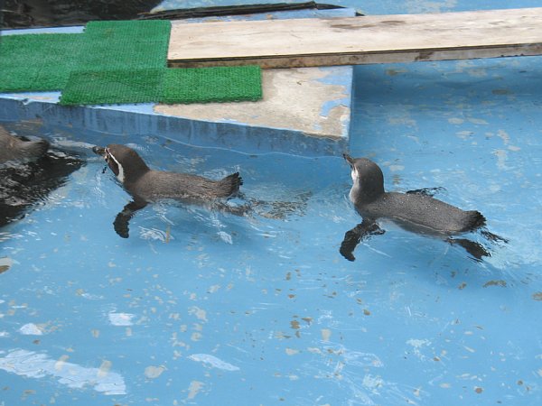フンボルトペンギン遊泳中