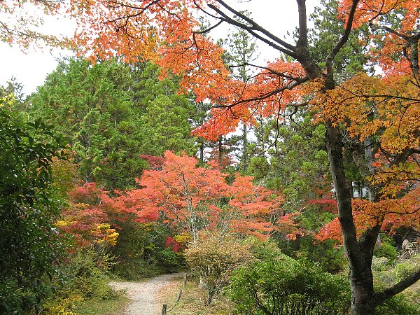 庭園の紅葉