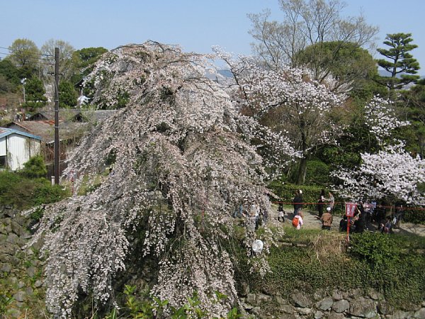 堀越しの枝垂れ桜