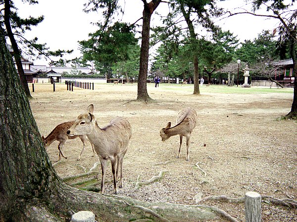 興福寺境内の鹿