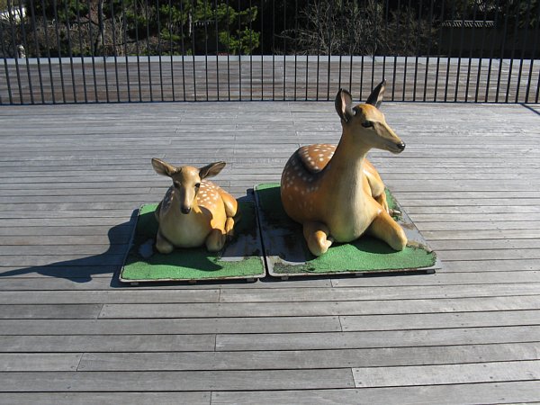 奈良公園バスターミナル　屋上の鹿